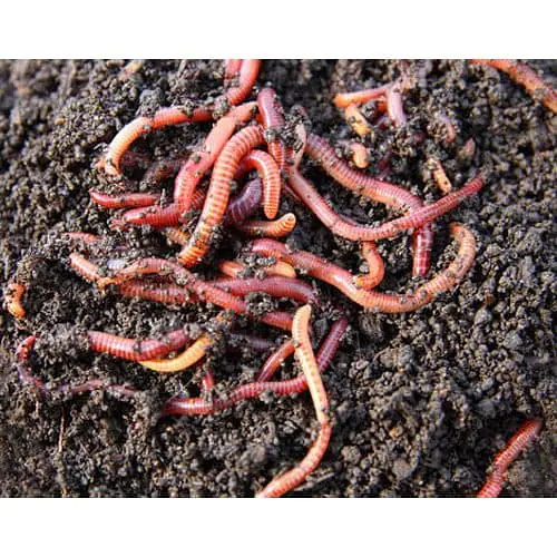 Earthworm Asenia Fatida - Master