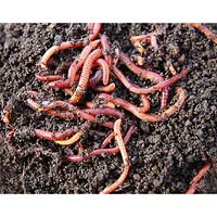 Earthworm Asenia Fatida - Master